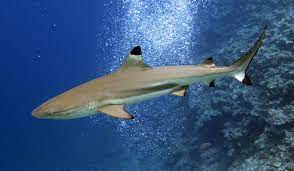 NPamericansamoa's tweet photo. The blacktip reef shark 🦈
This shark is native to American Samoa along with e few of its species. It has black markings on the tips of its fins. If you are lucky, you can sometimes spot the blacktip reef shark roaming by the shallow waters near the reefs hunting food. https://t.co/ILAcO7ZoGw