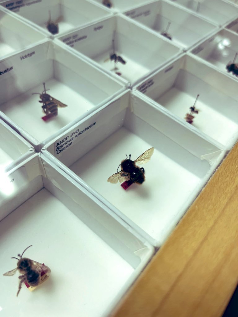 LCMcHenry's tweet photo. Seeing the B. rufocinctus holotype @AcadNatSci was a serious in-the-presence-of-royalty moment 👑. Thank you so much @isabetabug and Jason for letting us into the magical world of the insect collection! #rustypatchedbumblebee #EntSoc https://t.co/TwqfplLcSl
