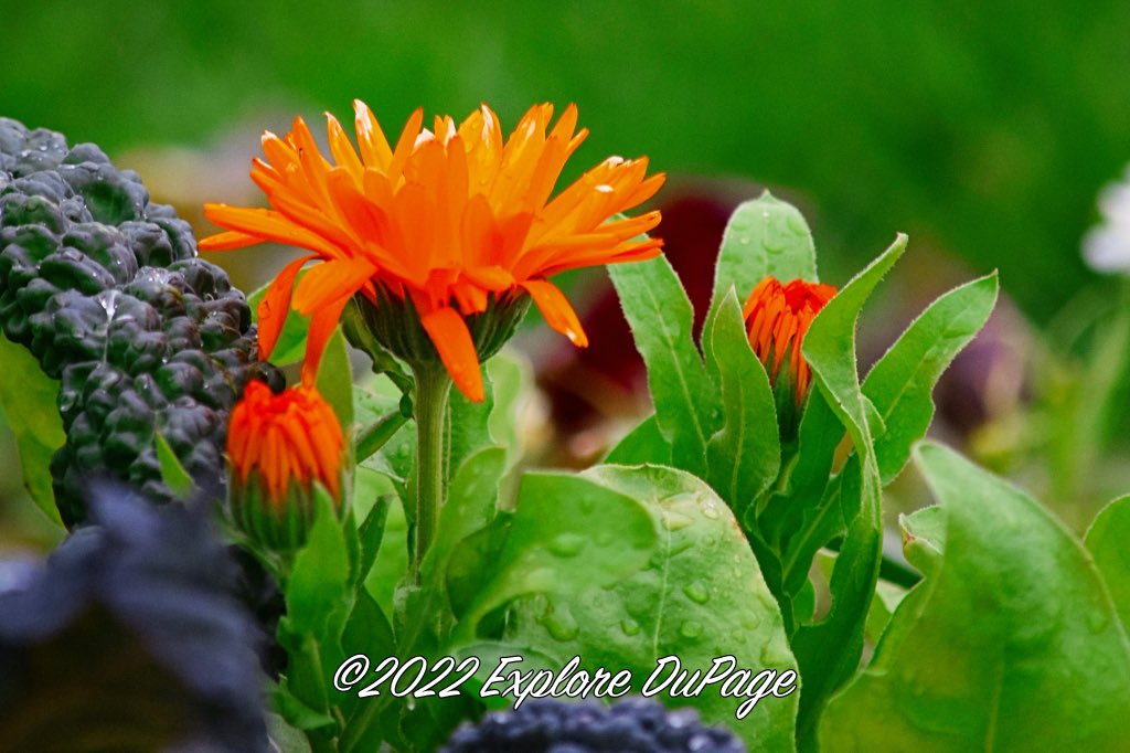 I like #Spring #photography 
I took this last Friday at <a href="/CantignyPark/">CantignyPark</a>