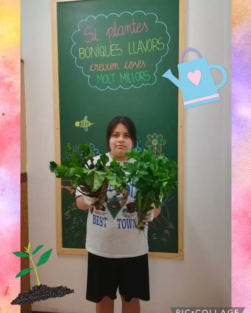 fepmontserratee's tweet photo. L'Alexandra 👩🌾 avui ha recollit del #jardinet de l'escola api i remolatxa!!! Està súper contenta ☺
#somFEP #escolesFep
#jardinetdemontserrat https://t.co/mTimdfY756