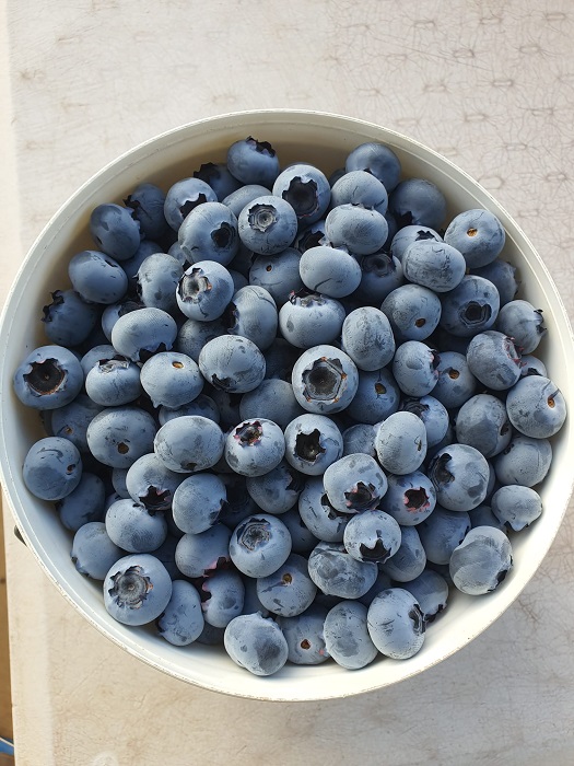 New #blueberry varieties available for growers. These blueberries are best suited to regions where low accumulation of chilling units (zero chilling hours) occur, making warmer territories ideal including Peru, northern Chile, Colombia, and Mexico(...) https://t.co/3Hq4ANkHeF https://t.co/so2P9zeMeH