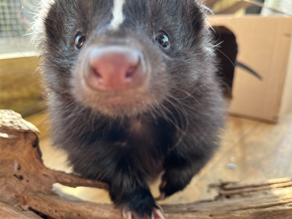 VLMuseum's tweet photo. That one person on Zoom.... #VALivingMuseum #skunk𦨠https://t.co/Q0LH7yztl9