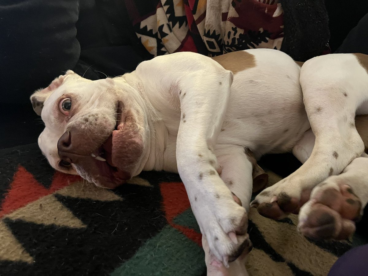 kaydubbya's tweet photo. @craigritchie proof she does indeed have limbs (and is insane) https://t.co/kBawtiAUy5