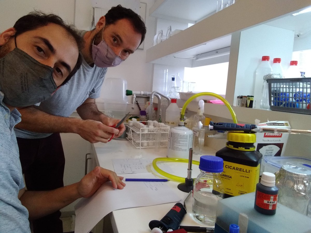 alfonsosoler79's tweet photo. Infection day ! 🤞🤞🤞🤞
Let' see how it goes! #drosophila #bacteria https://t.co/gH5VprUCB9