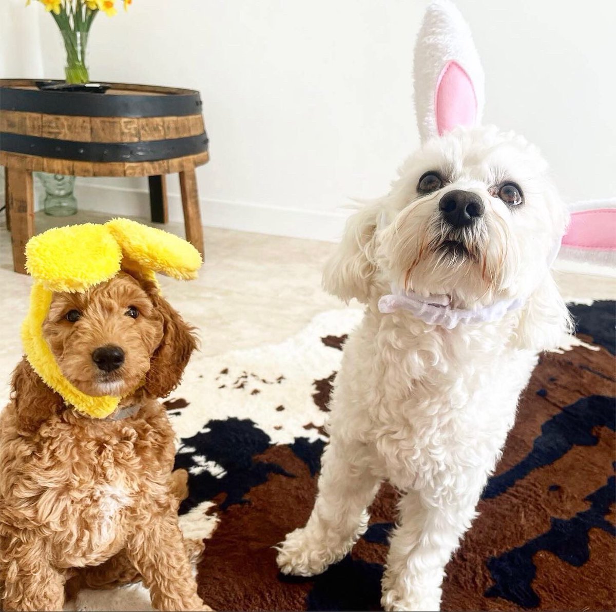 jillypink78's tweet photo. Too cute not to tweet https://t.co/mR4bdFkGrA