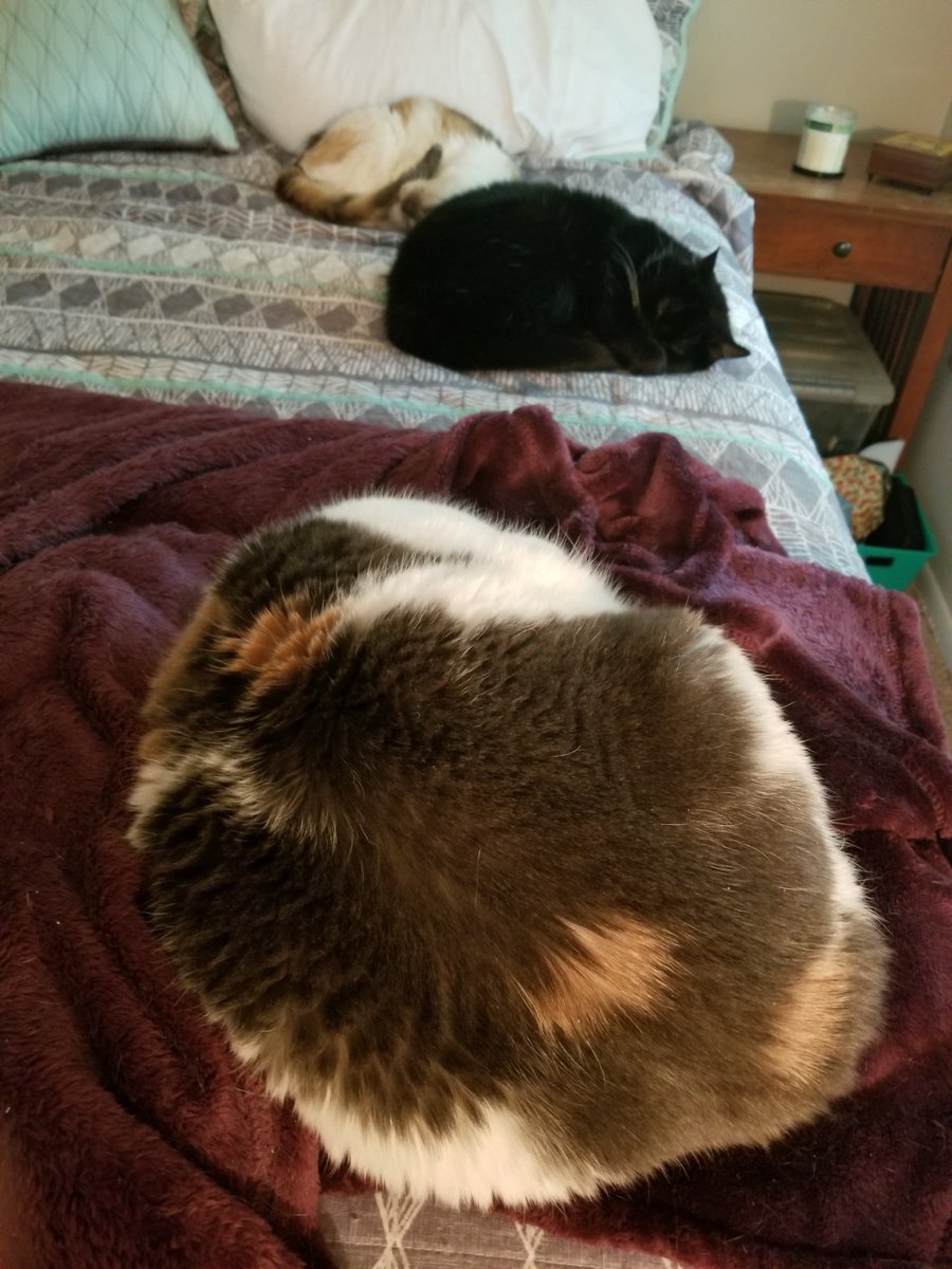 mebopp's tweet photo. For a quick session break, who else is envious of their napping pets? #LibCalm #PetsofCALM https://t.co/zpj27qUUyo