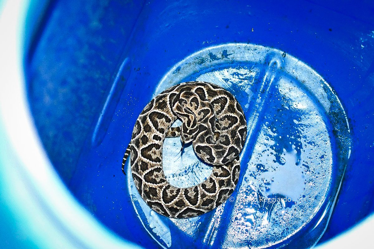 La yarará encontrada hoy en el Parque de las Colectividades 📸🐍
#Rosario