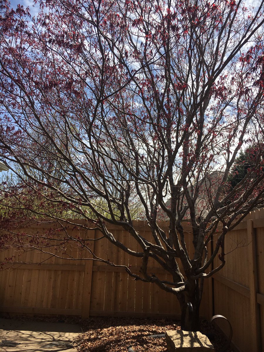 robinlorenson's tweet photo. It’s amazing what 1 week can do for this #japanesemaple Monday-Monday https://t.co/hW7NNVElzr