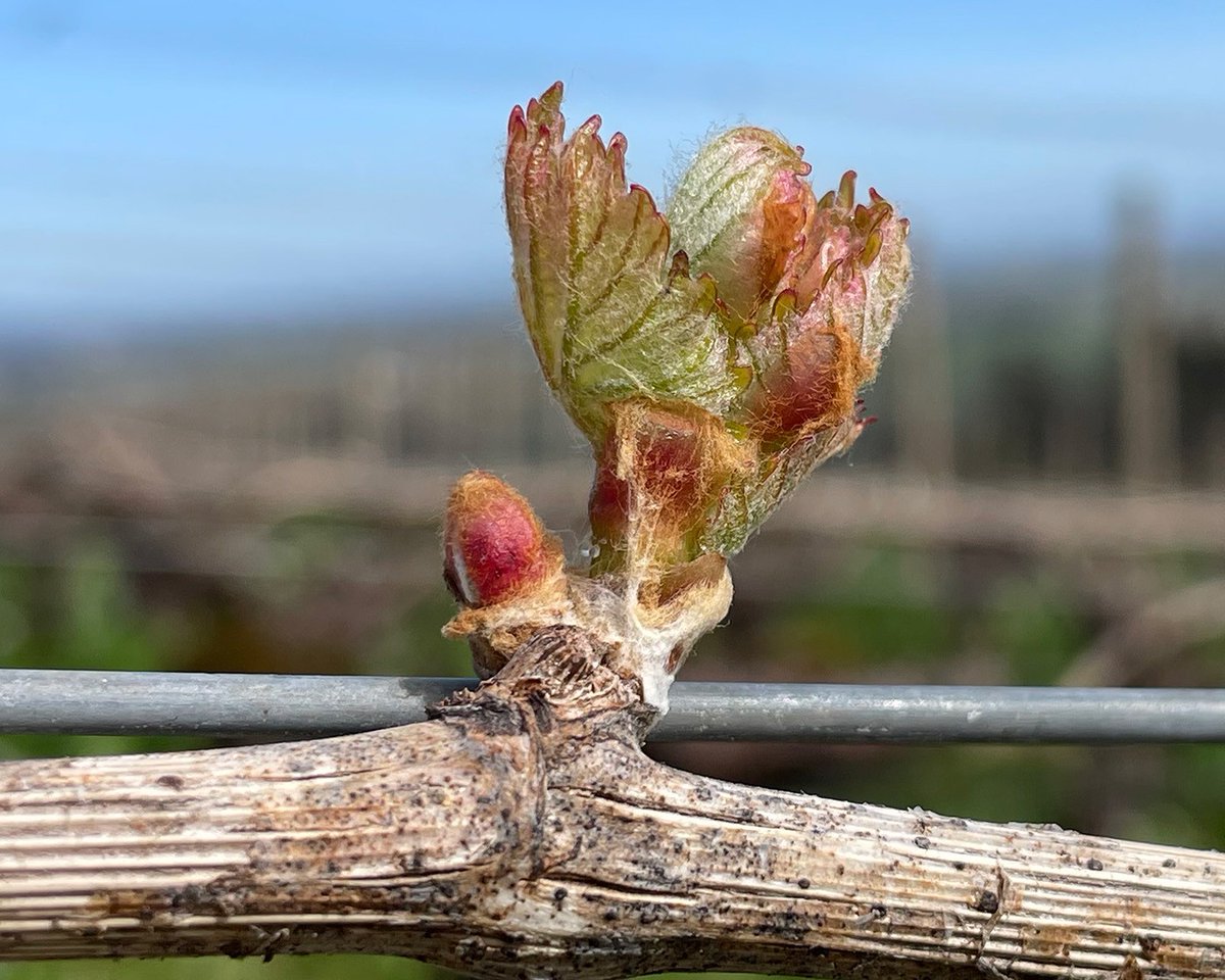 Pretty little bud coming up at @domainedrouhinoregon (📷).