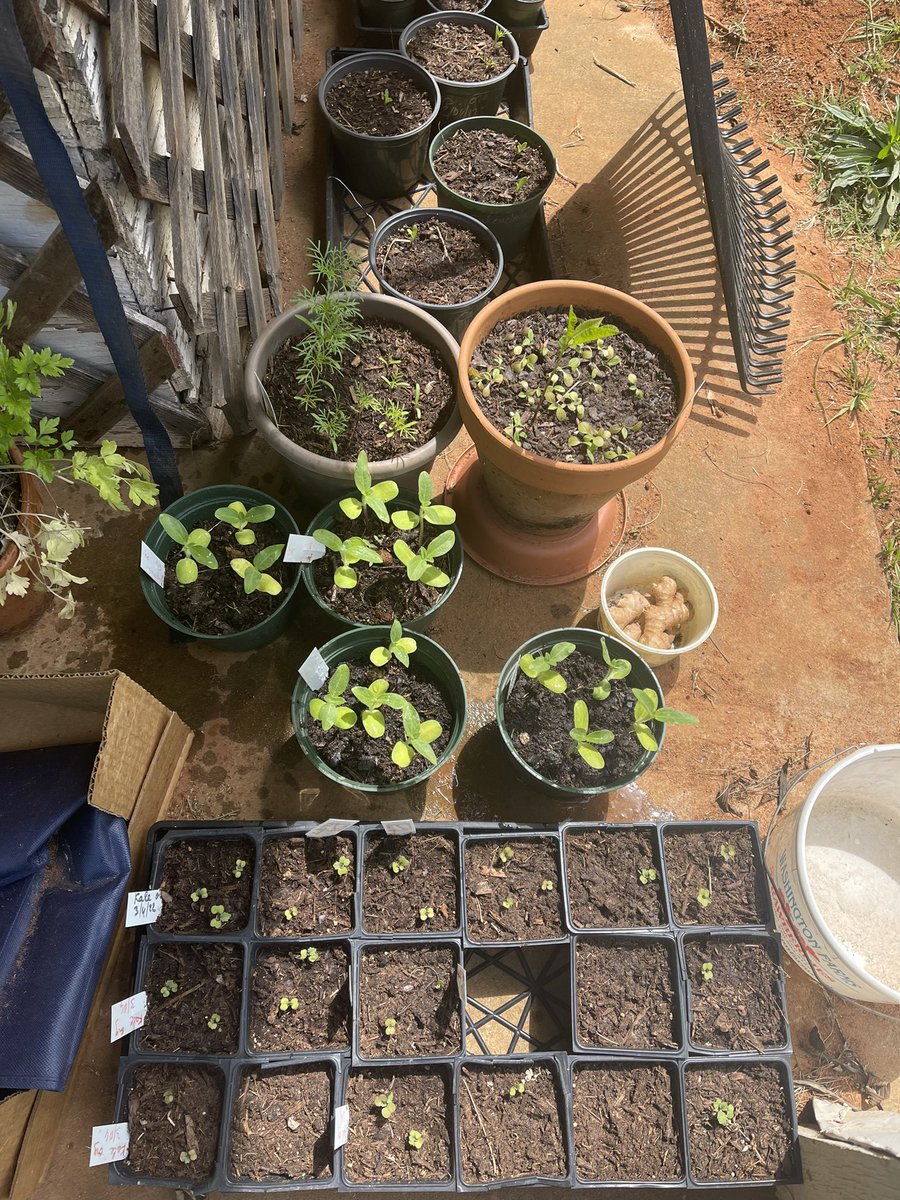 Gardening awaits here at 3 Cent Farm - lots of photos at IG #3CentFarm if your agro-curious ;)