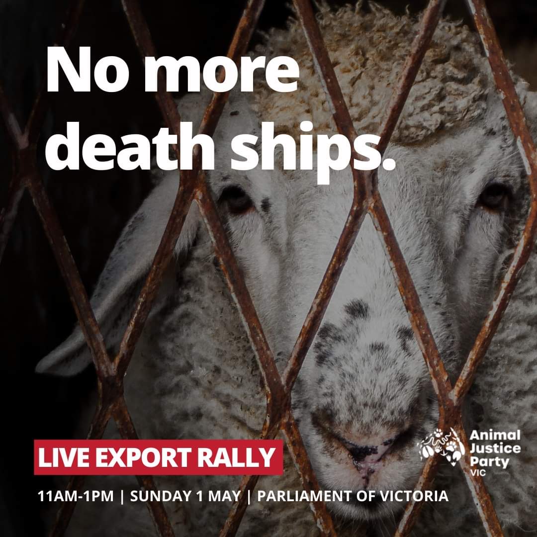 animaljusticeAU's tweet photo. This SUNDAY May 1st.

Join us on the steps of Parliament Victoria to demand

NO MORE DEATH SHIPS
#BanLiveExports
It's time the Federal Government shuts down the live animal export trade once &amp; for all
It's outdated, unethical &amp; unsustainable!
@AJP_Victoria
https://t.co/kOGzChBbhC https://t.co/fpaI9dFU3Z