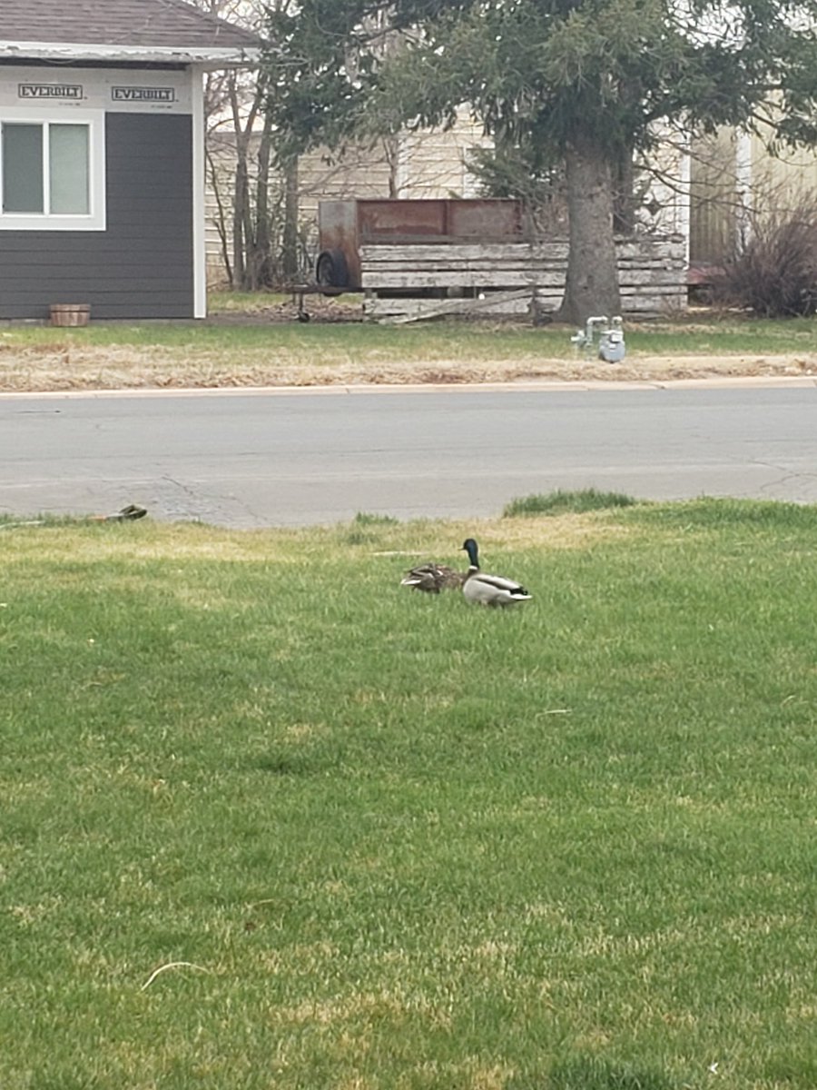 eatbeef's tweet photo. I got 99 problems and ducks is one of em https://t.co/nQY74KscXF