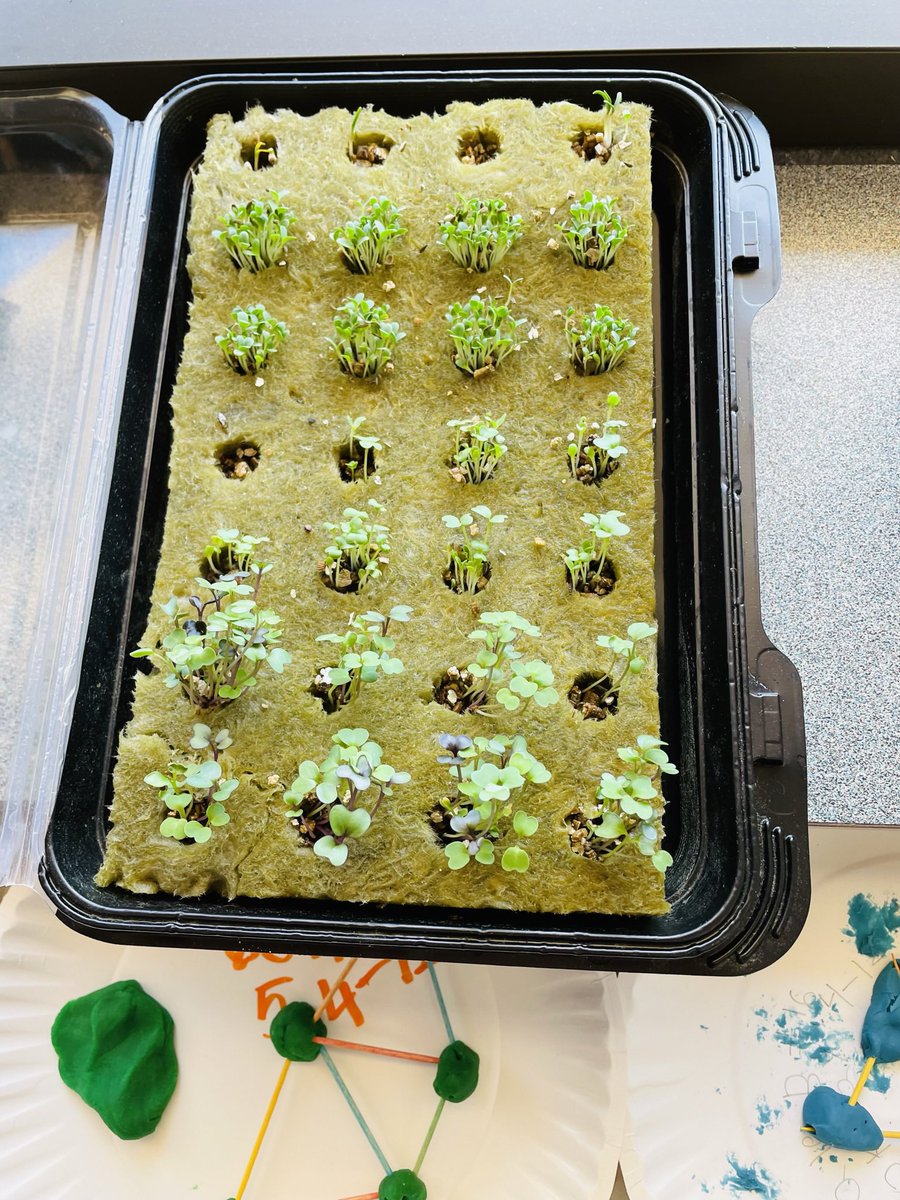 Mrs. Pavlovich tweet media