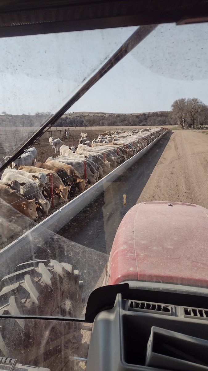 Marcus_A_3dad's tweet photo. - 253hd charx heifers selling this Saturday the 30th at Burke, SD 
 850-950# 
Retweets appreciated https://t.co/LRBke3TqQC