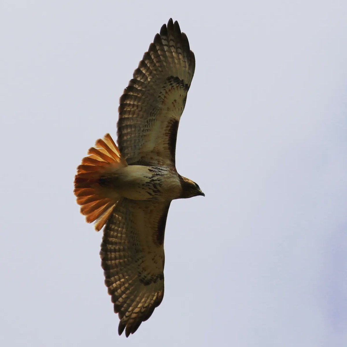 Birding With Barba tweet media