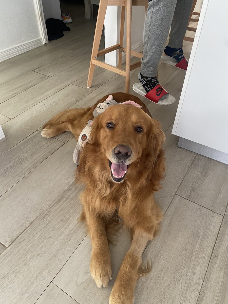 manuelaverhoff's tweet photo. hoy es el dia más feliz de mi vida Bailey le ganó al cancer!!!❤️‍🩹 quiero llorar de la felicidad😭😭 my baby is cancer free!!!!!!!!! 
te amo tanto mi leoncito https://t.co/e5juAic4qK