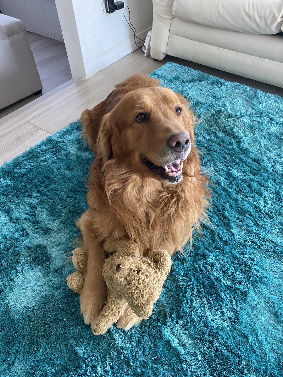 manuelaverhoff's tweet photo. hoy es el dia más feliz de mi vida Bailey le ganó al cancer!!!❤️‍🩹 quiero llorar de la felicidad😭😭 my baby is cancer free!!!!!!!!! 
te amo tanto mi leoncito https://t.co/e5juAic4qK