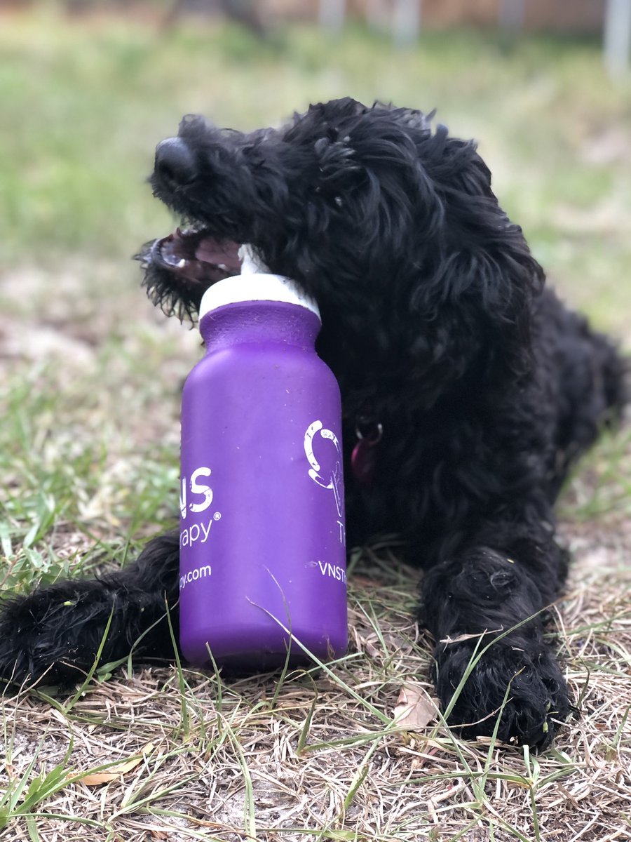 carnolddesigns's tweet photo. I feel like Twitter could use more of this these days.

Meet Luna Noodle the Giant Schnoodle. https://t.co/mvZwBijrNM