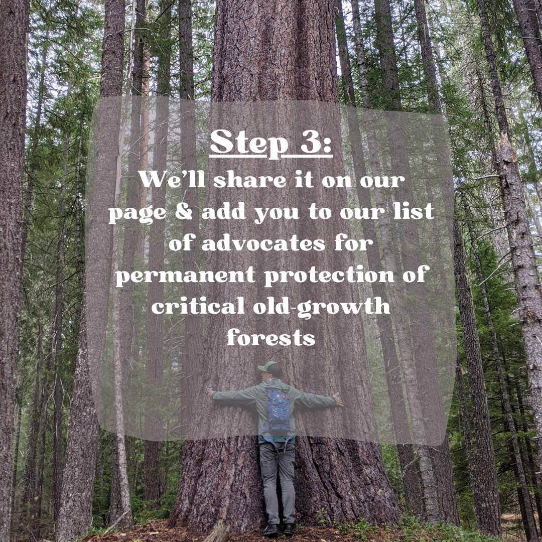Join us for our virtual old-growth hike! Share your love of big trees &amp; maybe even win some cool KS Wild swag in the process! Drawing will take place at the end of May 🎁

Visit our old-growth campaign page for some inspiration: kswild.org/oldgrowth-camp… 🌲🌲🌲
#ClimateForests