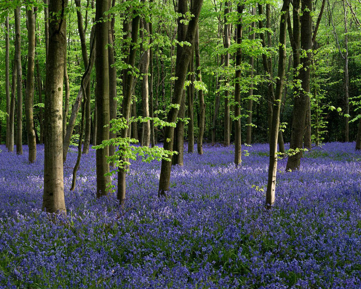 First rays of light
#bluebell #beechwood #buckinghamshire #woodlandphotography