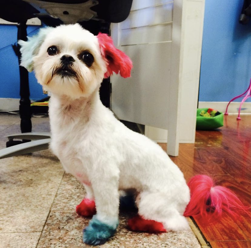 side_point's tweet photo. Harley Quinn who? 🤪💙💗🐾
Join us at Bubbles Dog Grooming and Spa in Flipside Point HB

#harleyquinn #dogs #doglovers #doggrooming #groomers #grooming #dogharleyquinn #doggie #doggo #puppydog #bubbles #spaday #bubblesdoggroomingandspa #flipside #flipsidepoint #huntingtonbeach https://t.co/Tom1EgEcZu