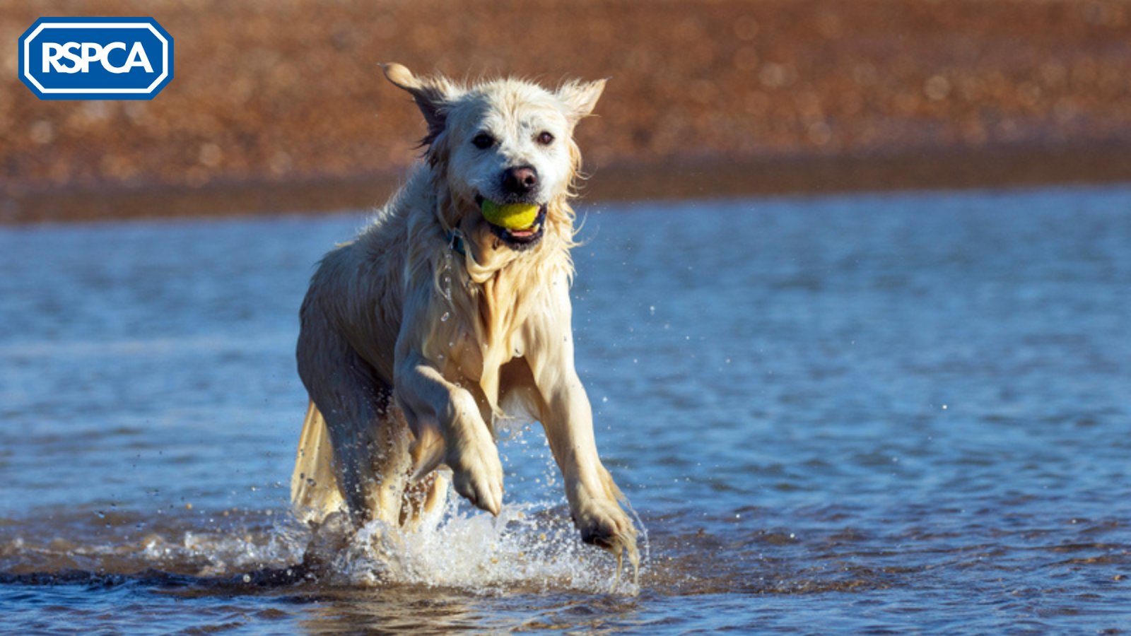 RSPCA (England & Wales) on Twitter "Did you know heatstroke in dogs