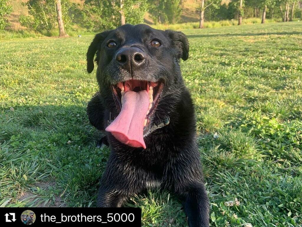 DogsSac's tweet photo. We luv ya Murph! 💙💙
.
.

#Repost @the_brothers_5000 with @make_repost
・・・
Googled “most lovable” look what pops up ⬆️ 
#sactowndogs #blacklabsoftheday #labmix #blacklabmix #ruffwear #bringfido #westrosevilleveterinaryhospital #placerspca #dogpark… https://t.co/JruJNirRWu https://t.co/kW4gRJGdHx