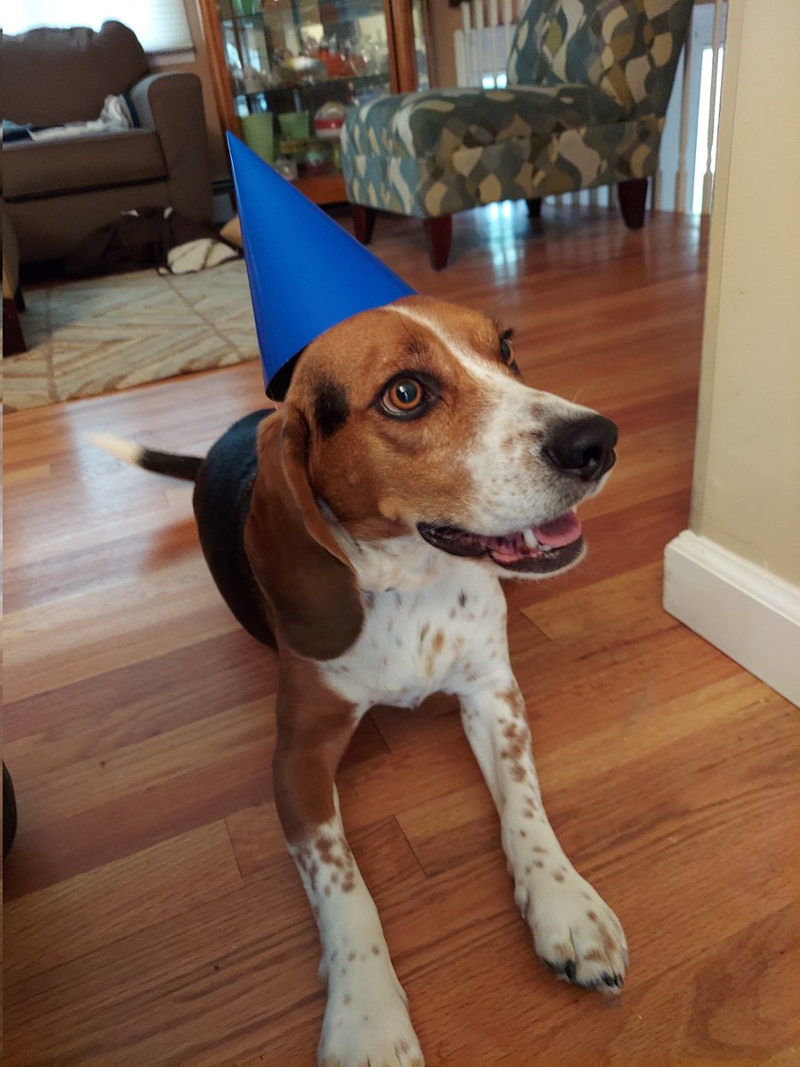 the_beagle_eddy's tweet photo. 4 🥳 https://t.co/APQL2x6Xrp