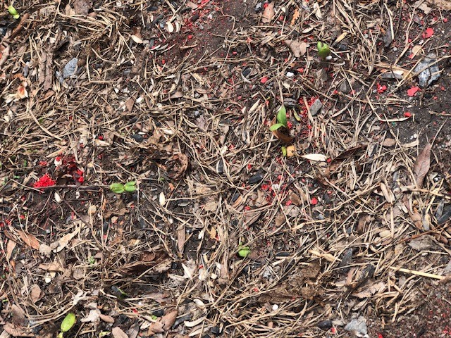 Cabana_Eric's tweet photo. The sunflower seeds that were sprinkled in front of the @RussianEmbassyC in Ottawa this winter are sprouting, even in the harshest of environments. They sure are resilient, just like the brave people of Ukraine. 
#StopTheWar #FlowersForUkraine #SlavaUkraini https://t.co/lvGCzvQ7wK