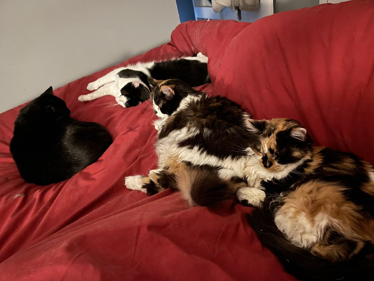 Nirrti75's tweet photo. @catbutlerdanny we need a bigger bed!! #noroomforme #catsbed https://t.co/l1R8g4ecMa