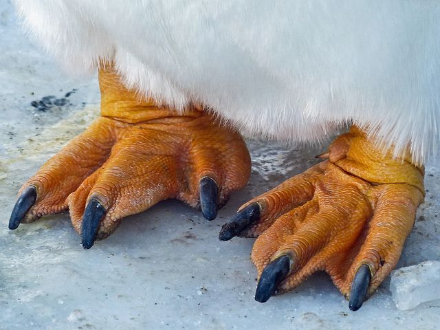 HatchingStudios's tweet photo. @daleksvsdinos @TalesofKaimere @TheRedRaptor65 I'd say those are just bird feet, there's some tissue between the feet but it's different from those of a penguin, for example, a bird that can swim fast https://t.co/A5vlqd21YR