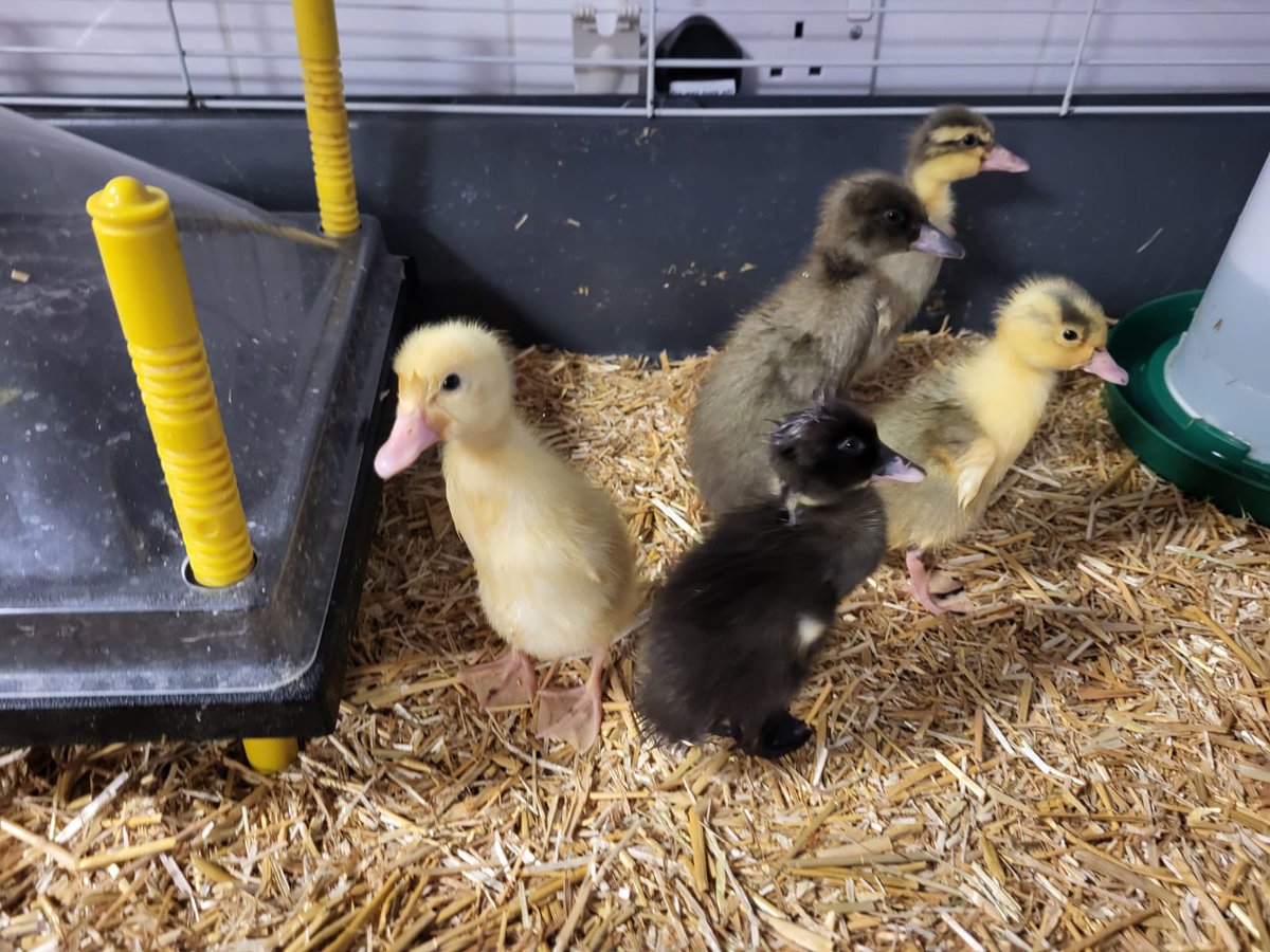 Our 5 ducklings are growing so much every day! We love how different they all are 🦆