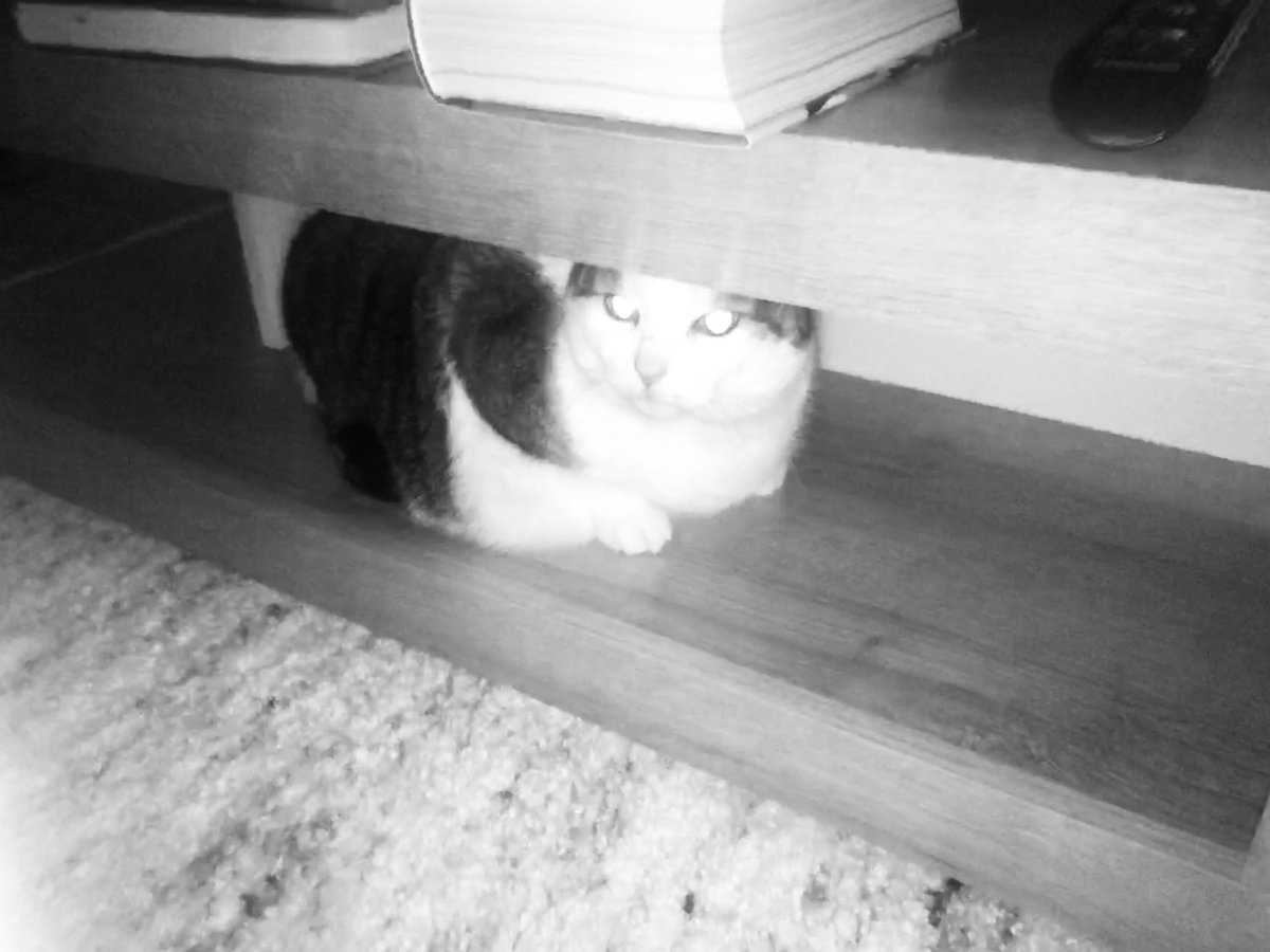 Caught at night! In the living room table! ⁦<a href="/FartyCheddarCat/">Cheddar</a>⁩