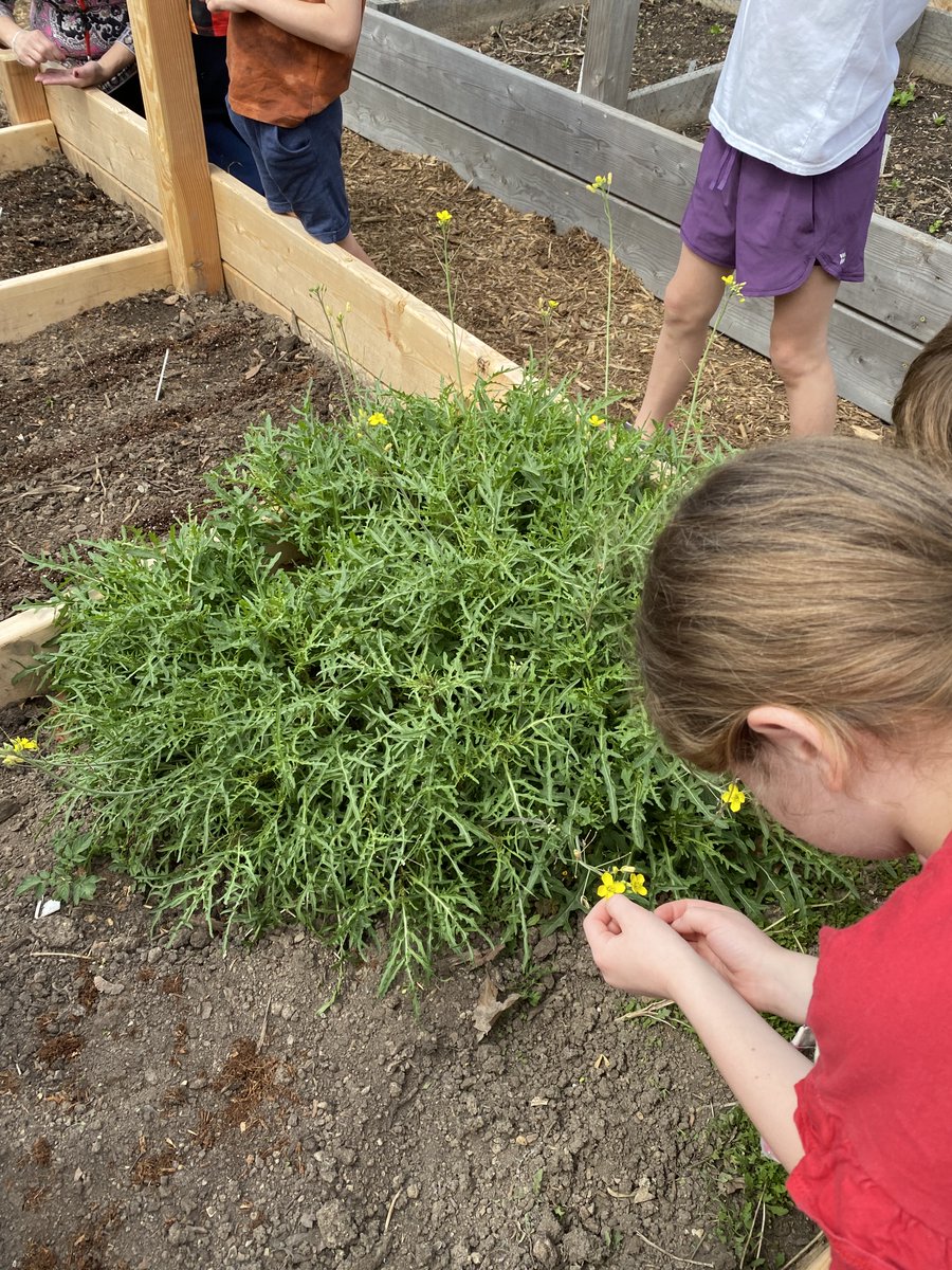 Today these <a href="/Ashlawneagles/">Ashlawn Eagles</a> visited Reevesland to plant some radishes, beets and spinach! Of course we had to snack on some arugula and lemon lettuce while we were there 😋