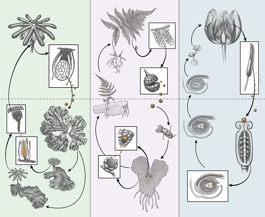 Botanical_'s tweet photo. A new #Python program, shadie (Simulating Haploid–Diploid Evolution), for evolutionary simulations of plant life cycle models. By @elissasoroj, Haller, @PlantEvoDevo &amp; @Dereneaton in #AppsPlantSci's #Gametophyte Biology issue! https://t.co/KSTUl4a4GG @WileyEcolEvol #iamabotanist https://t.co/Ikb1zRDfNk