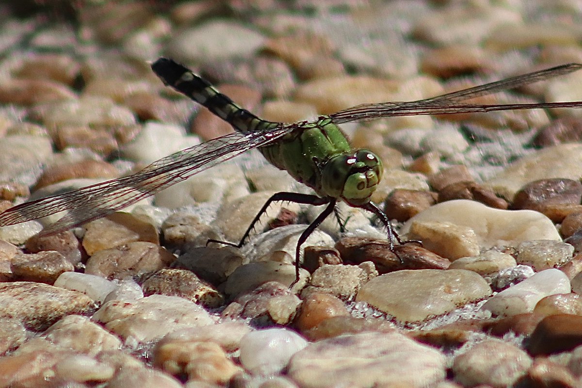 lynnsferrazza1's tweet image. #AprilTextureChallenge Ready for takeoff. @petermarteka