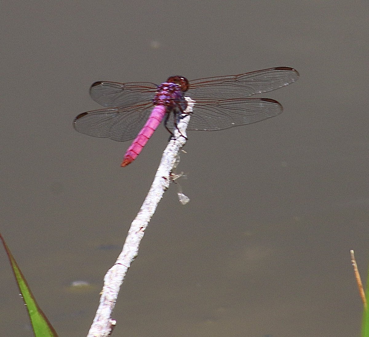 lynnsferrazza1's tweet image. #AprilTextureChallenge Ready for takeoff. @petermarteka