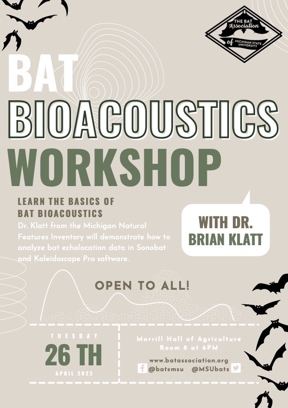 MSUbats's tweet photo. Hey there, bat lovers! Have you ever wondered how to turn raw bat echolocation acoustics into analyzed data? Join us this evening at 6pm in Ag Hall Room 8 for a workshop with Dr. Klatt from MNFI for an introduction to Kaleidoscope and Sonobat Softwares! 🦇 https://t.co/UOajiYKZBw