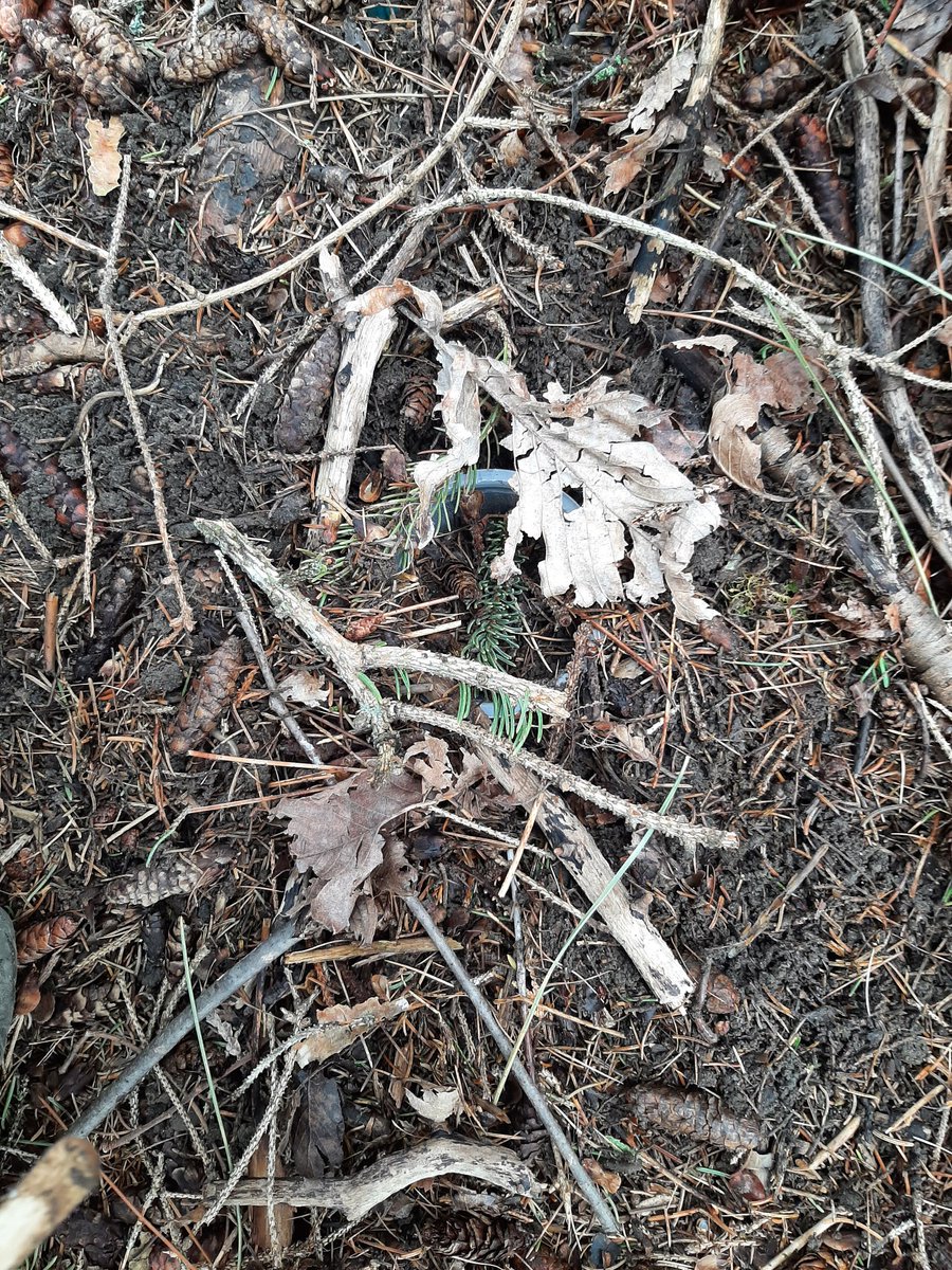 Aujourd'hui, nous avons construit des pièges à insectes  dans notre classe nature. Les élèves ont hâte de retourner demain et faire des observations. #classenature <a href="/ecolecatholique/">CECCE</a> @LoignonL @JulieTerpstra @Ressource_ACND <a href="/EcoSchoolsCAN/">EcoSchools Canada</a>