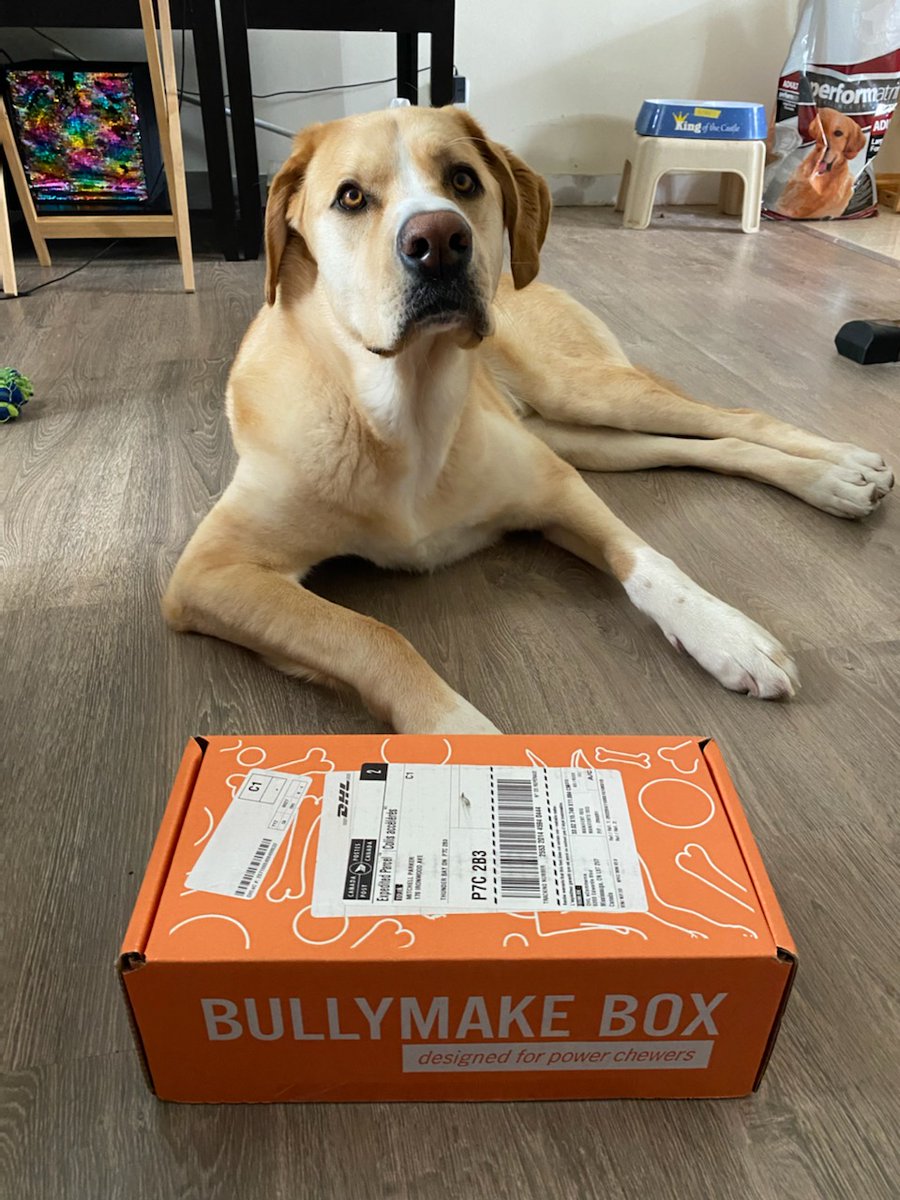 The_MitchParker's tweet photo. @bullymake Kirbys box came today!!! Can you tell how excited he is?? #hesnotreallythislazy #hewentotownontoys #doggo #bullymake #bullybox https://t.co/p9bJ3DBTDm