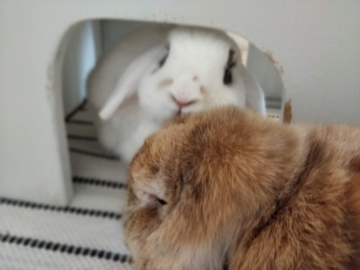 Tobias Pfeiffer tweet media