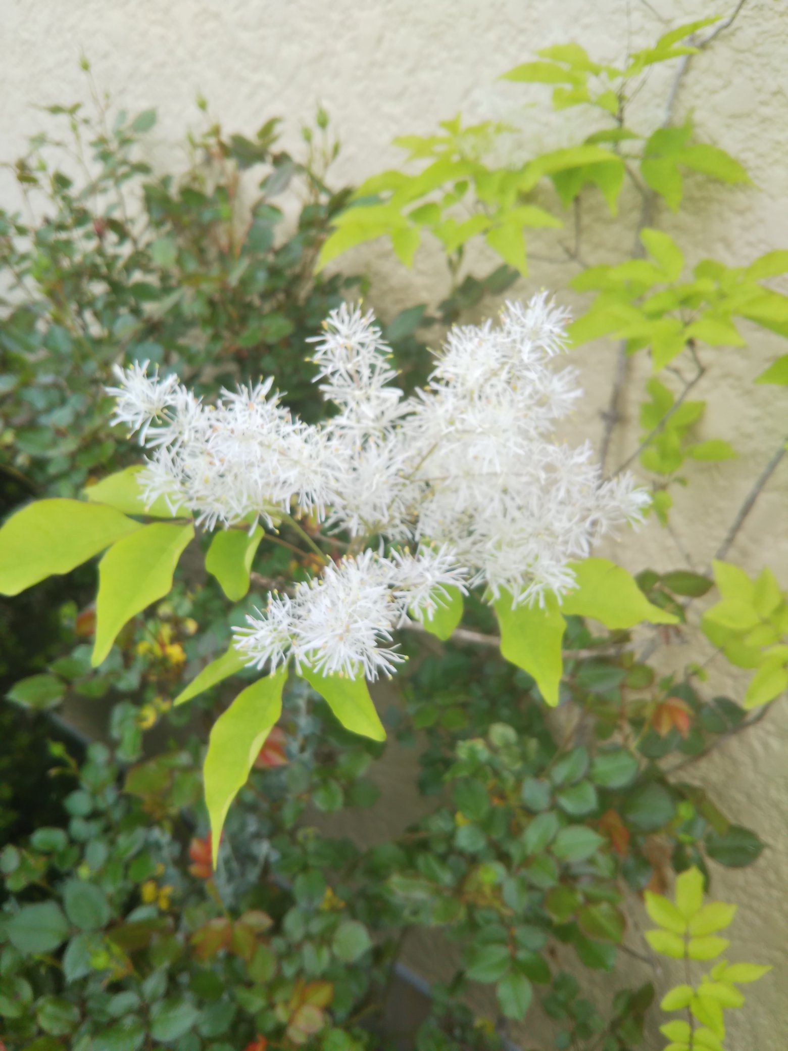 Buchi6865 4月27日 トネリコの花が咲いています T Co Ghtarzliql Twitter