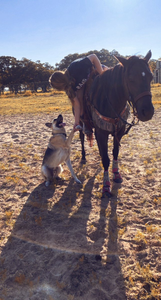 savvz6's tweet photo. @jengiuf14 he’s living his best life. puppy mills exist no matter what... might as well be adopted by good people. https://t.co/S1f03t8MMr