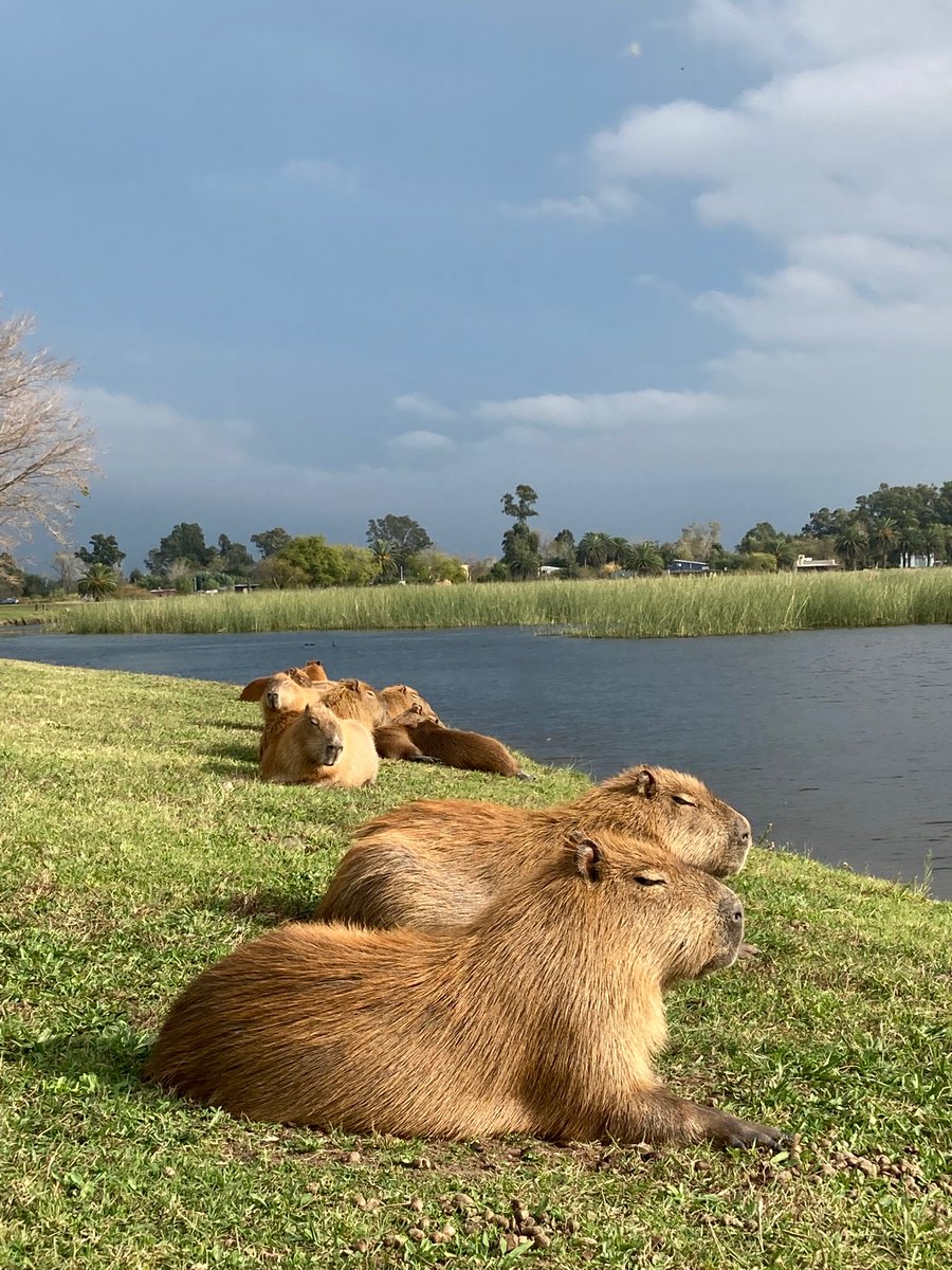 coniwitschi's tweet image. Carpinchos al sol para alegrar su dia