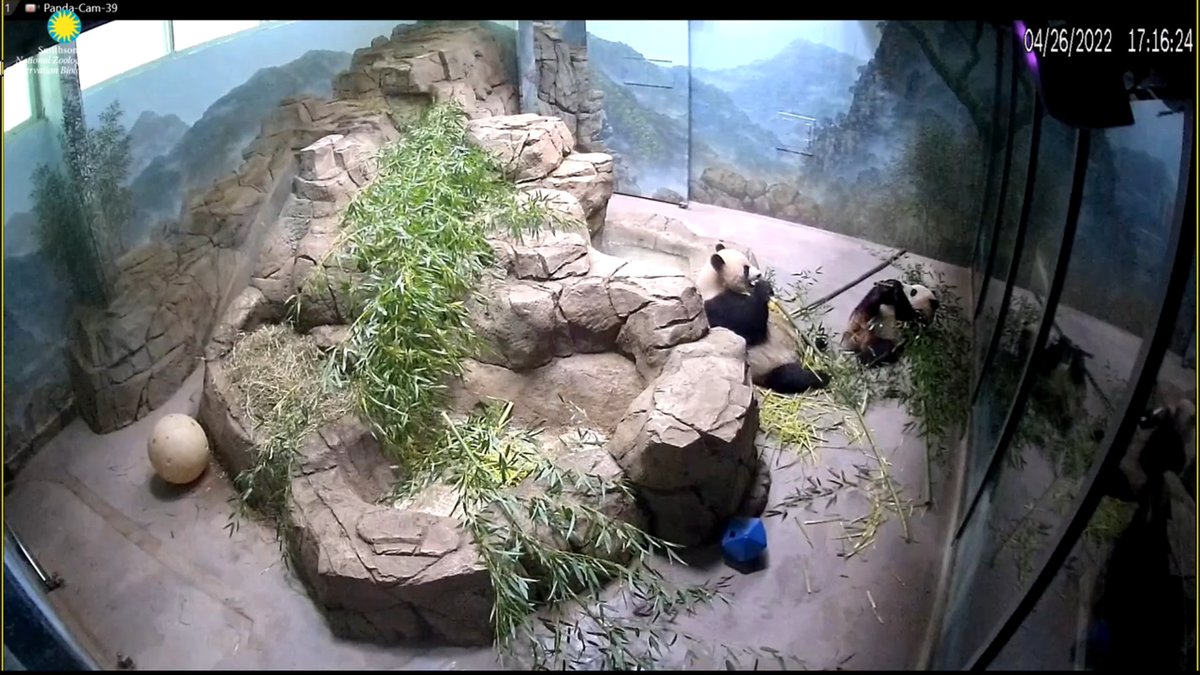 JoyHinnant's tweet photo. Dis such a Tian-Pan move #UsingHisFEET 🤣🤣🤣 both his grandpa & great-grandpa would do same 🤣🤣🤣💞🐼💞 @DCPandaCub4 https://t.co/OYRG30U3ZP