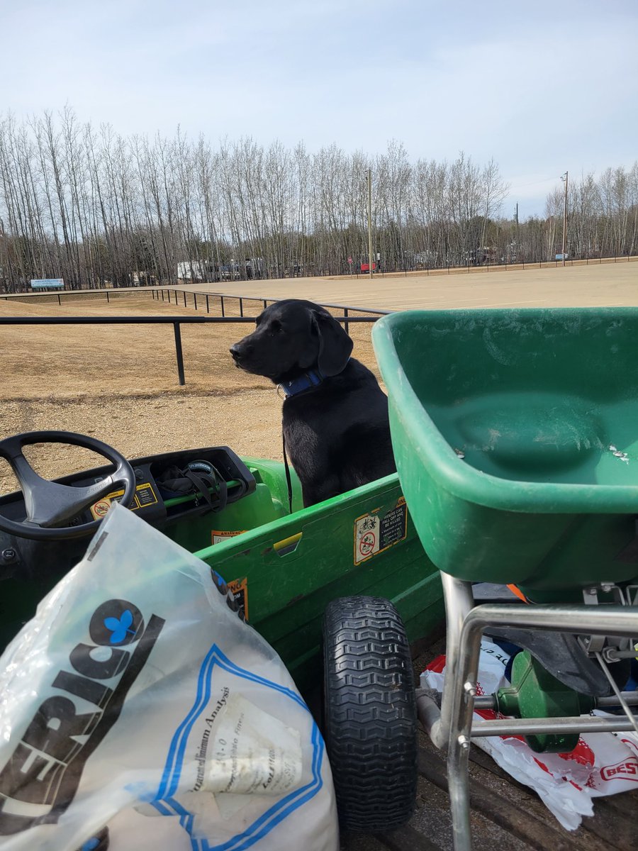 Chased spreader around on range tees and 21 greens. Been a minute or 2 since last time this fat old smoker did that!! Pretty sure Duke had some good dawgy giggles watching me huff and puff my way around <a href="/athagolf/">Athabasca Golf Club</a> <a href="/DogsOfTurf/">Dogs Of Turf</a>