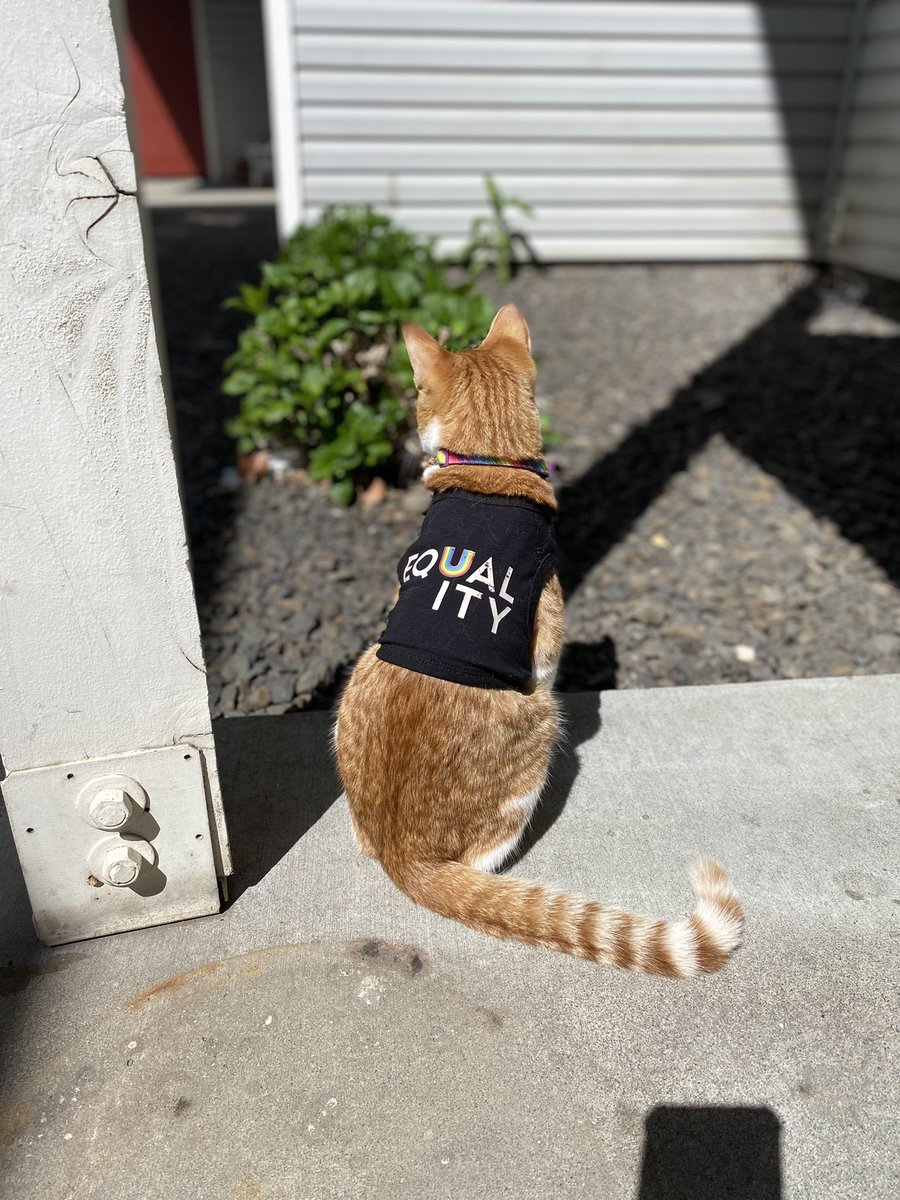 samiiijo1998's tweet photo. Joe loves supporting his moms 🥹🥰 #pride2022 #targetpridecollection #petpride https://t.co/FVbbySz9XT