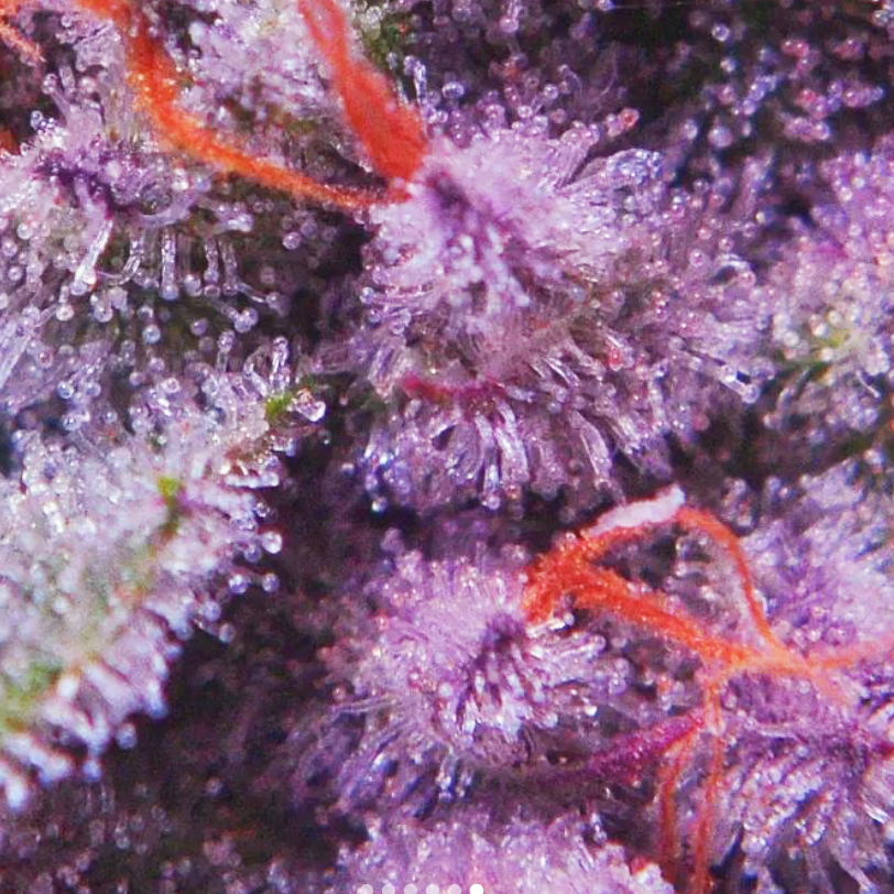 currentculture's tweet photo. These trichomes indicate peak bud potency and ripeness; grown with @CulturedSolutions nutrients.

@growmodrobro

#hydroponics #rdwc #nutrients #culturedsolutions #cropfeeding #bud #trichomes #resin #terpenes #cch2o #currentcultureh2o #noBSinCS #growyourown https://t.co/fDPPvVuxVK