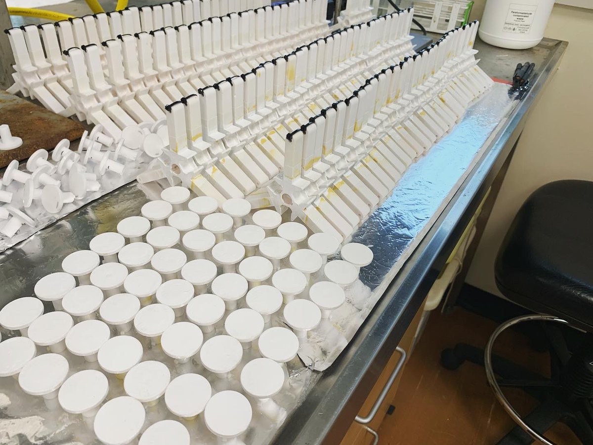 More corals, more devices. Preparations for another round of deployment and experiments on the #GBR.

- Wulgurukaba/Bindal Sea Country -
<a href="/aims_gov_au/">Australian Institute of Marine Science</a> <a href="/SeaSim_AIMS/">SeaSim</a> 
#antifouling #restoration #RRAP