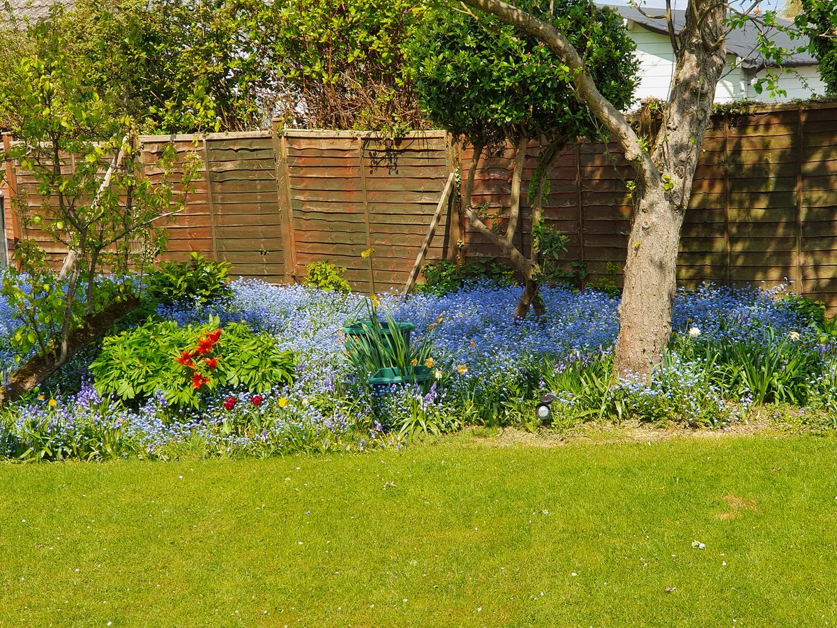 Glynweb's tweet photo. Love it when the garden colours pop 🌷 https://t.co/tiqcyX6SNz